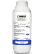 LAMPEA